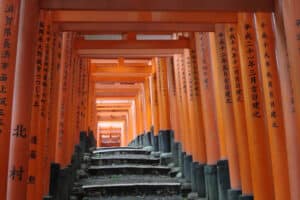 tracesugo_02_500x333