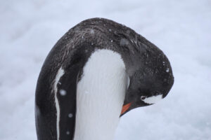 antarctique_500X333_14