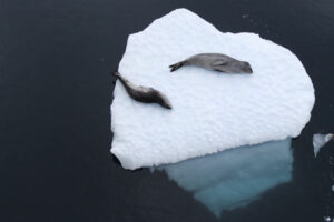 antarctique_500X333_16