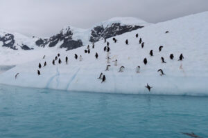 antarctique_500X333_24