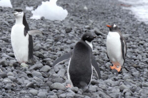 antarctique_500X333_25